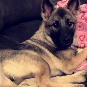 Meet your Posher, Nikki